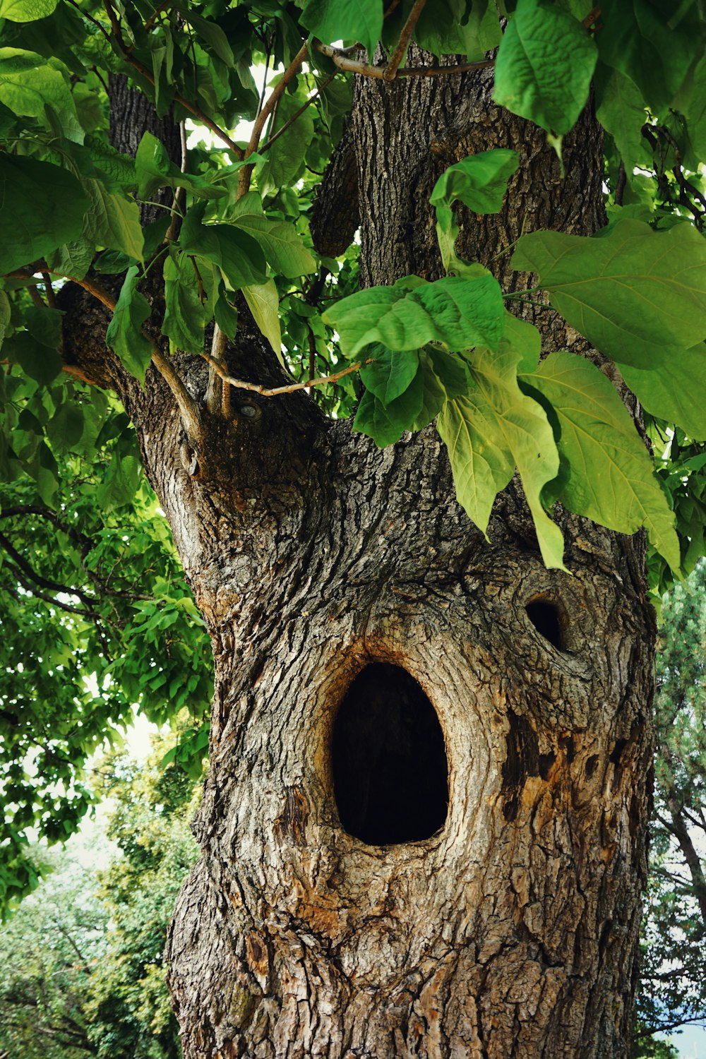 a tree trunk with a hole in it