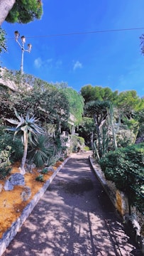 Sunlit pathway lined with cacti and flowering desert plants.