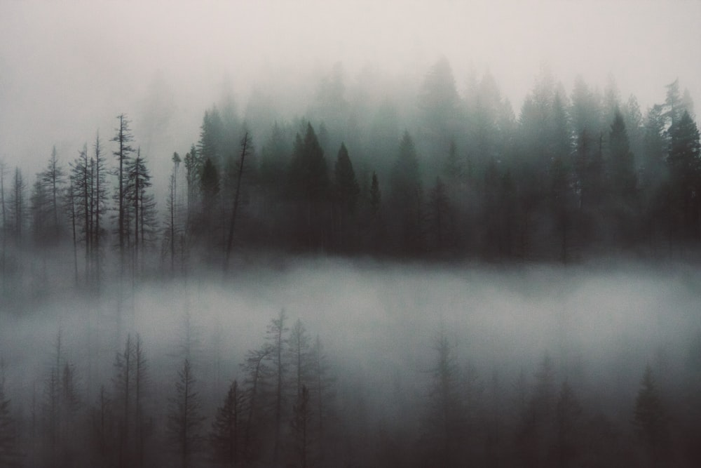 a foggy forest filled with lots of trees