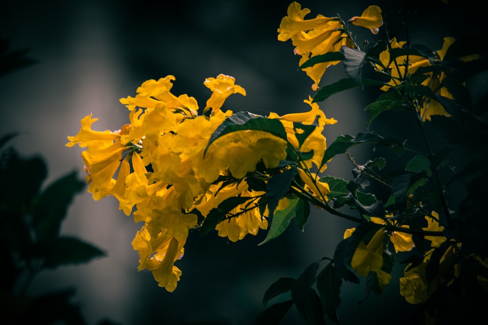 a bunch of yellow flowers that are on a tree