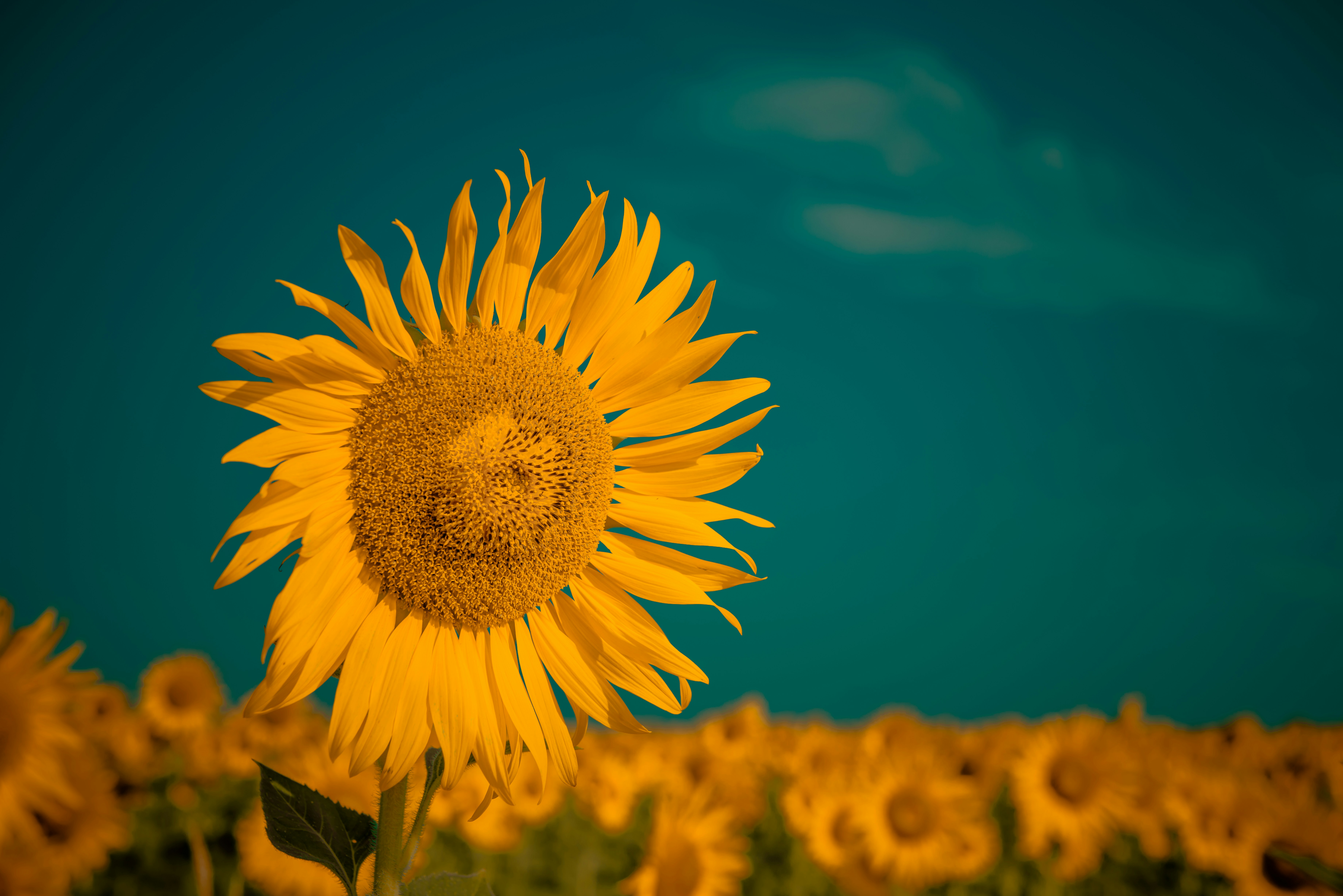 Un gran girasol en un campo de girasoles