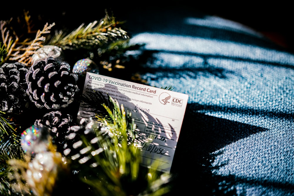 a pine cone sitting on top of a blue blanket