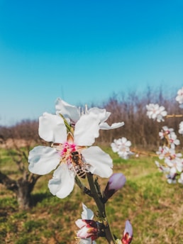 A close-up of a blooming almond flower with a bee perched on its petals, set against a clear blue sky. The background includes softly focused trees and a grassy area.