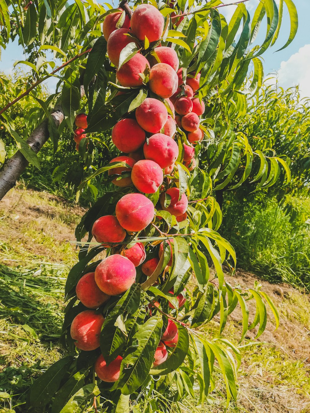 a tree filled with lots of ripe peaches