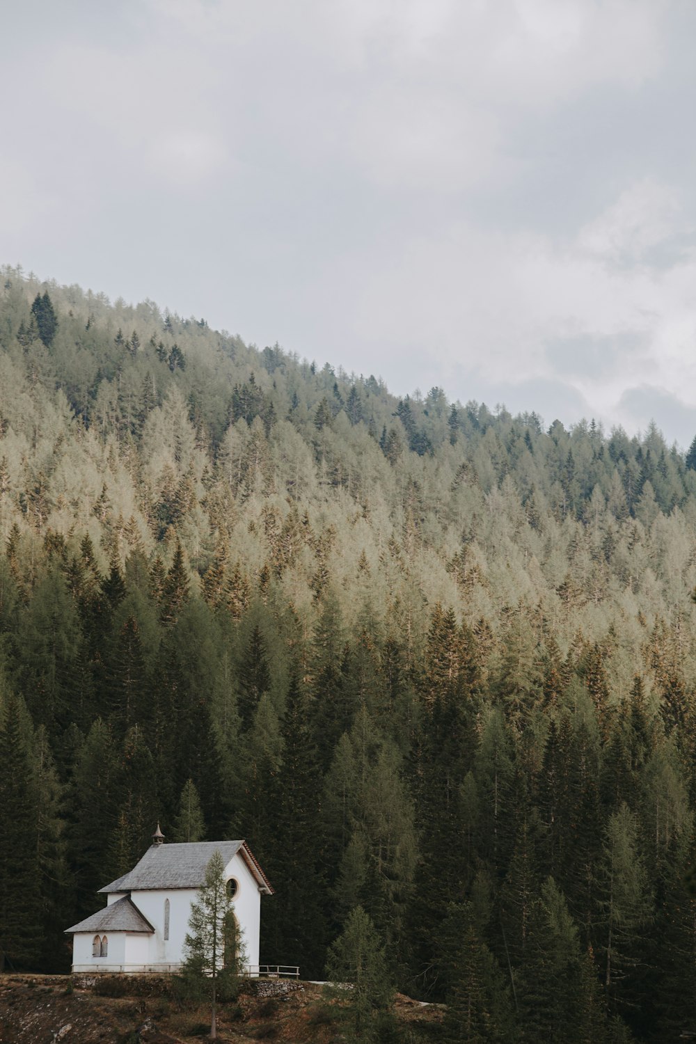 a house in the middle of a forest