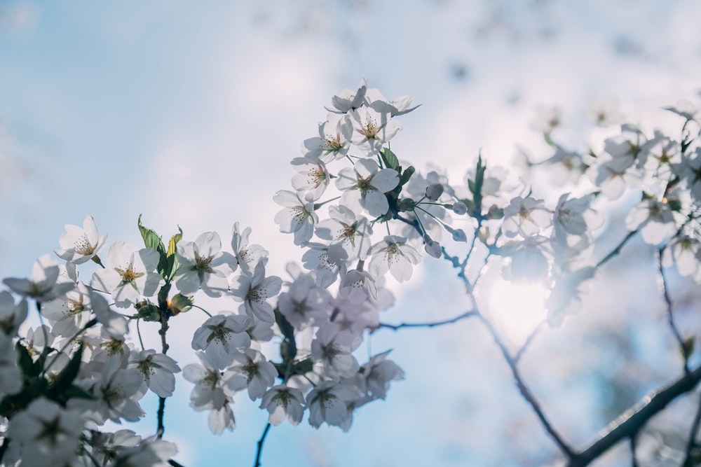 a branch of a tree with white flowers