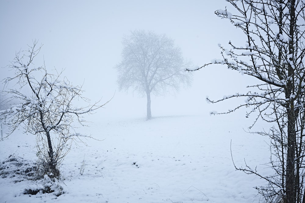 a lone tree stands in a snowy field