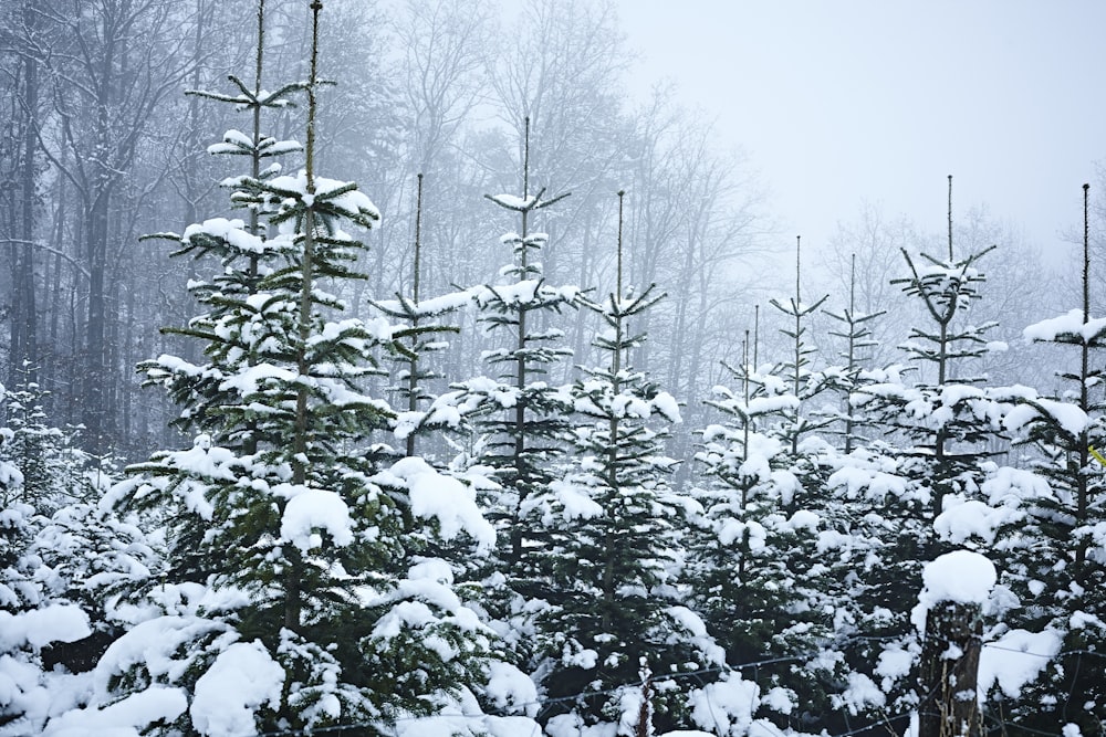 a group of pine trees covered in snow