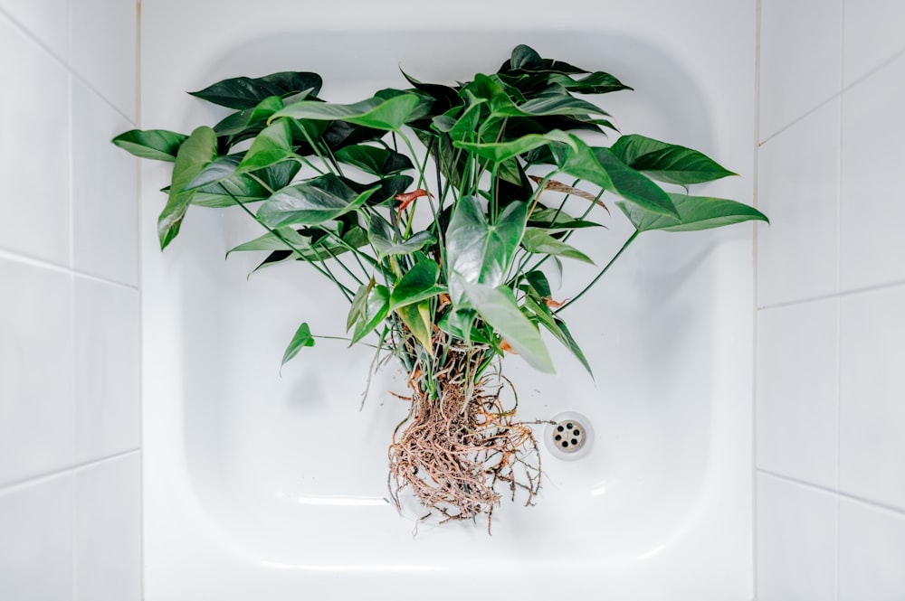 uma planta em vaso em uma pia do banheiro