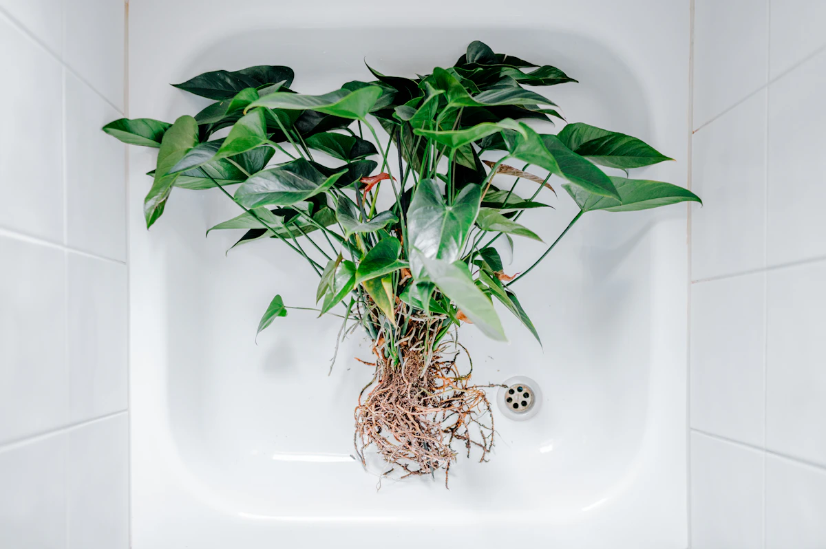 Root Rot: How to Identify, Treat, and Prevent It
