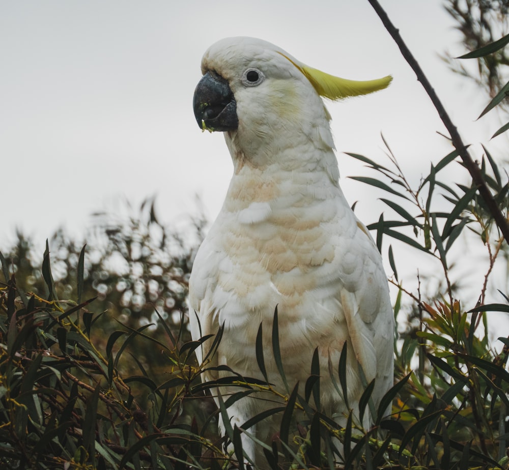 a white bird with a yellow beak sitting in a tree