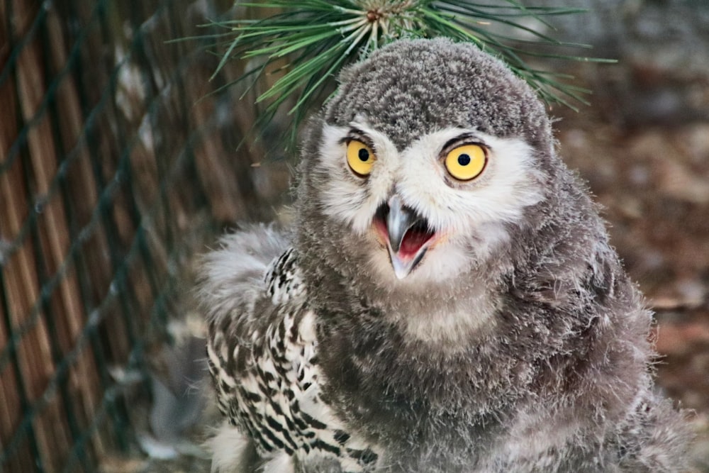 an owl with yellow eyes standing next to a fence