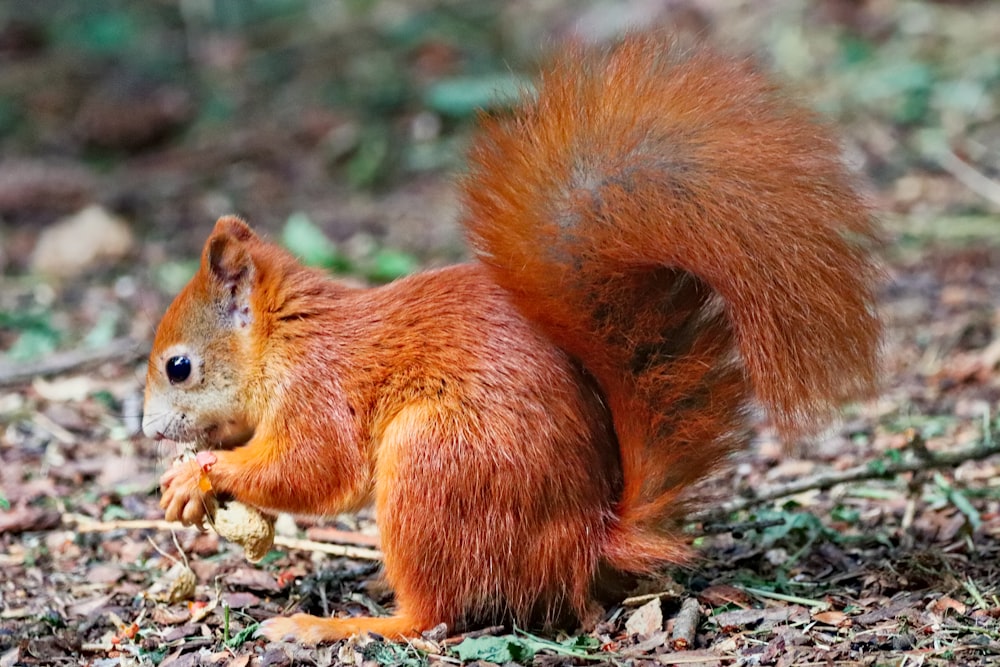a red squirrel is standing on the ground