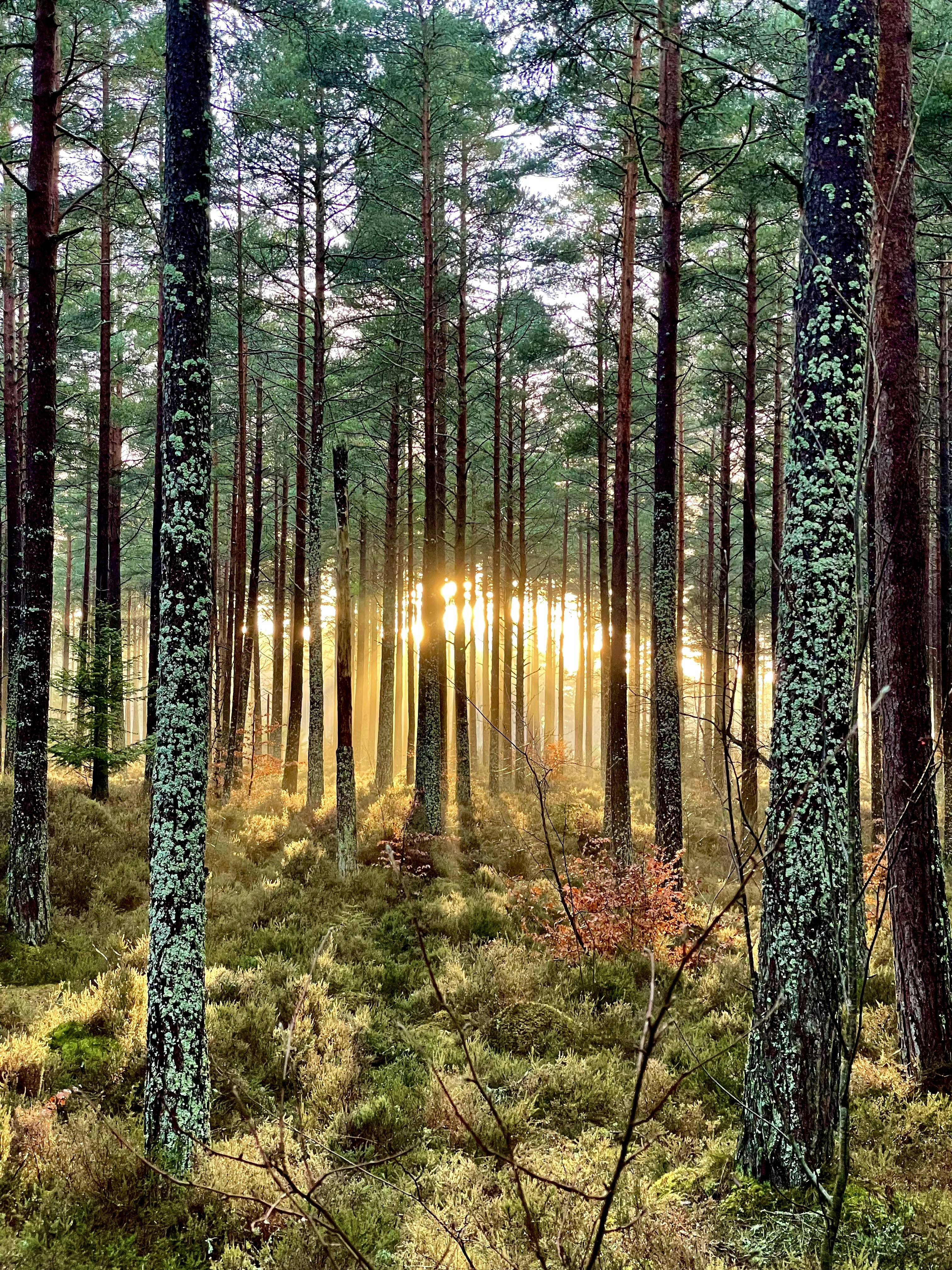the sun is shining through the trees in the forest