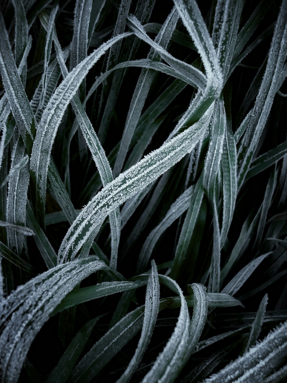 a close up of a plant with frost on it