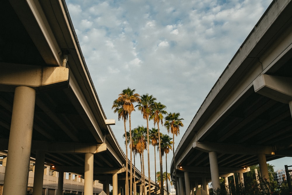 a couple of palm trees that are under a bridge
