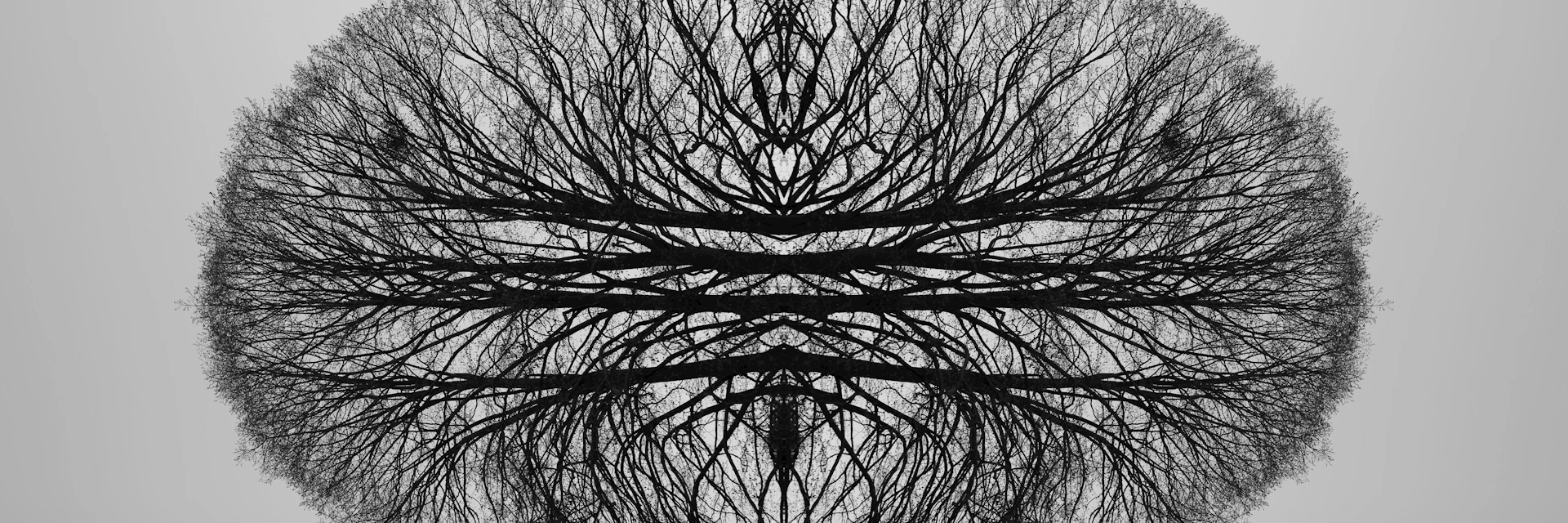 a black and white photo of trees with no leaves