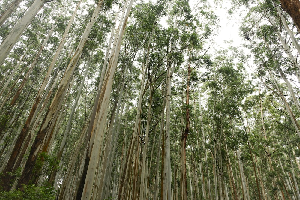 a forest filled with lots of tall trees