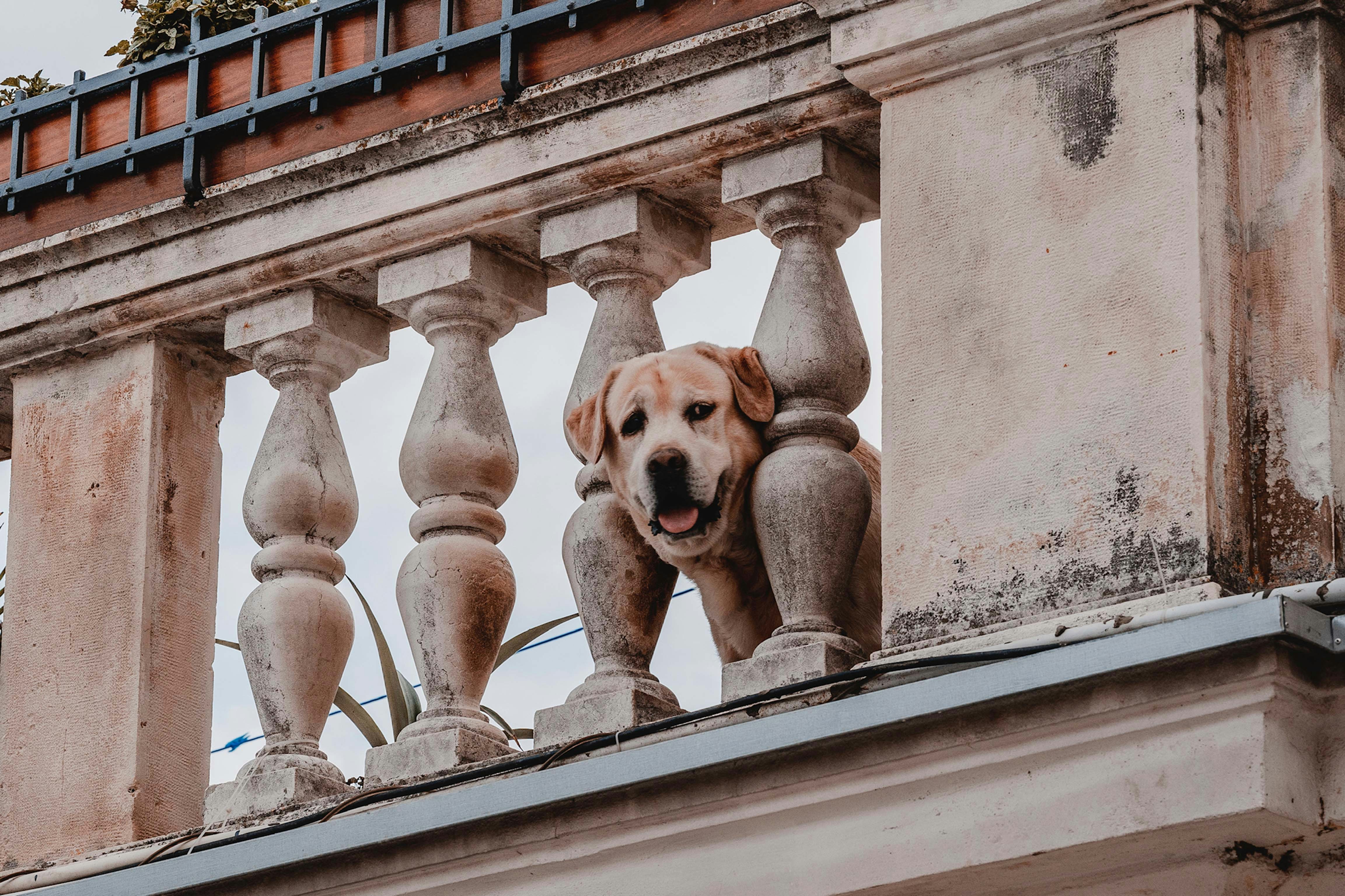 a dog that is standing on a balcony