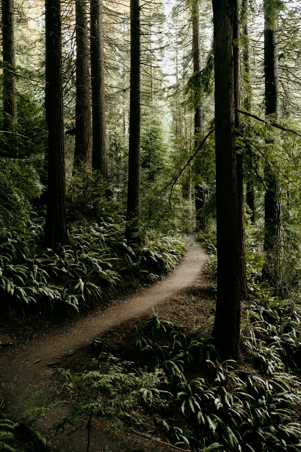 a tree in a forest