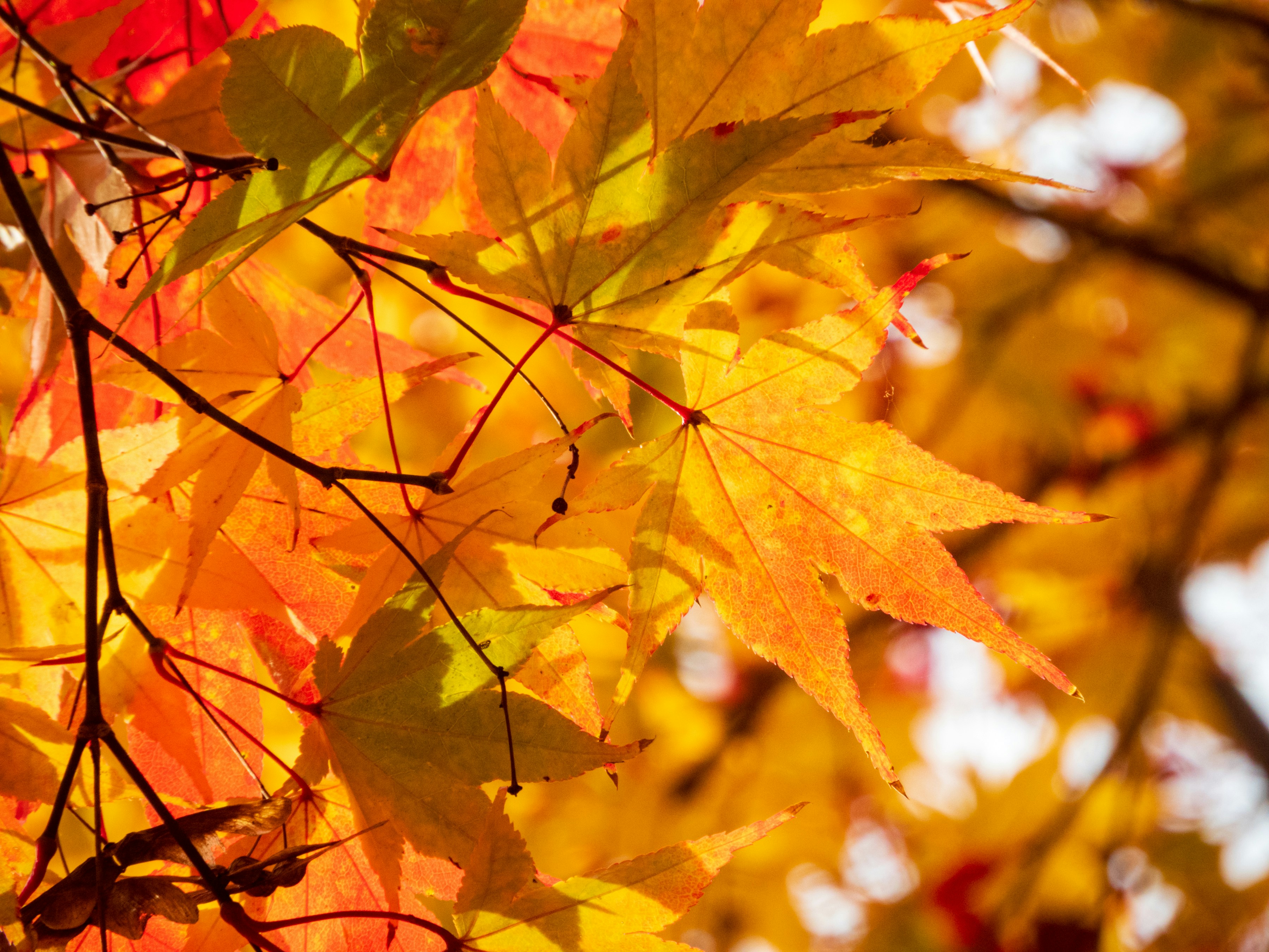 Photo by heppoko_yama