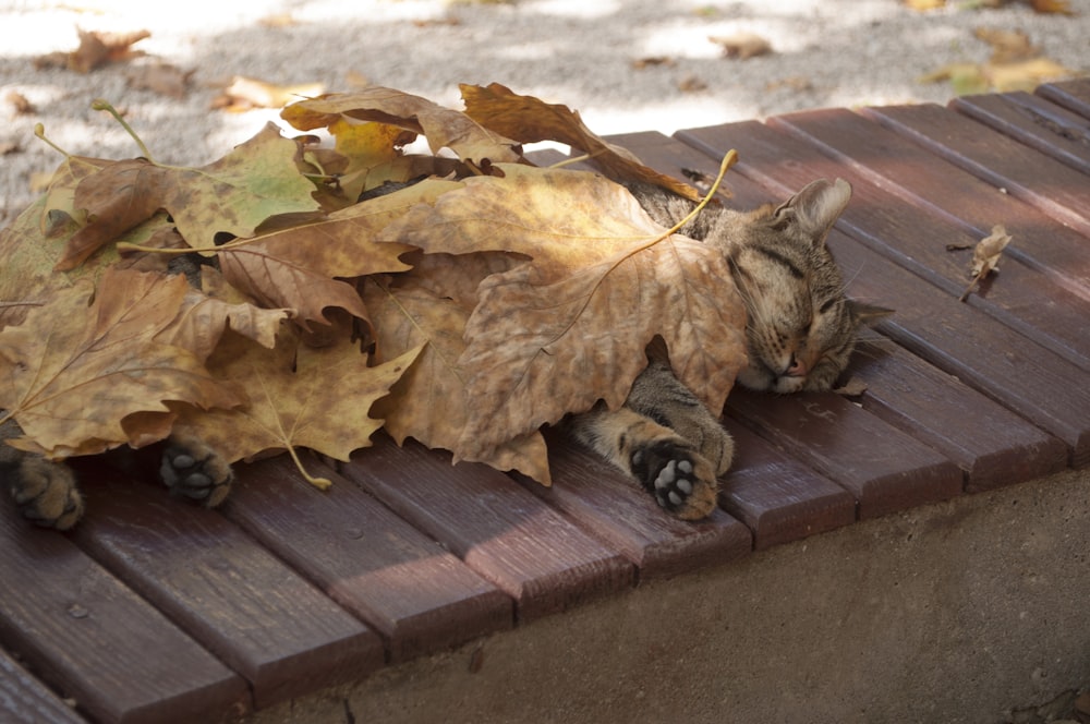 a cat laying on top of a wooden bench
