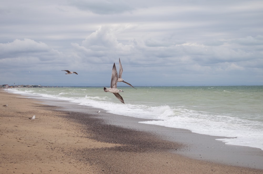 a couple of birds flying over a beach next to the ocean