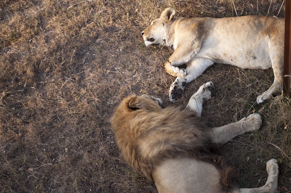 a lion laying on the ground next to a fence