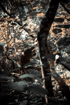 An imaginative scene featuring animals playing musical instruments in a forest.