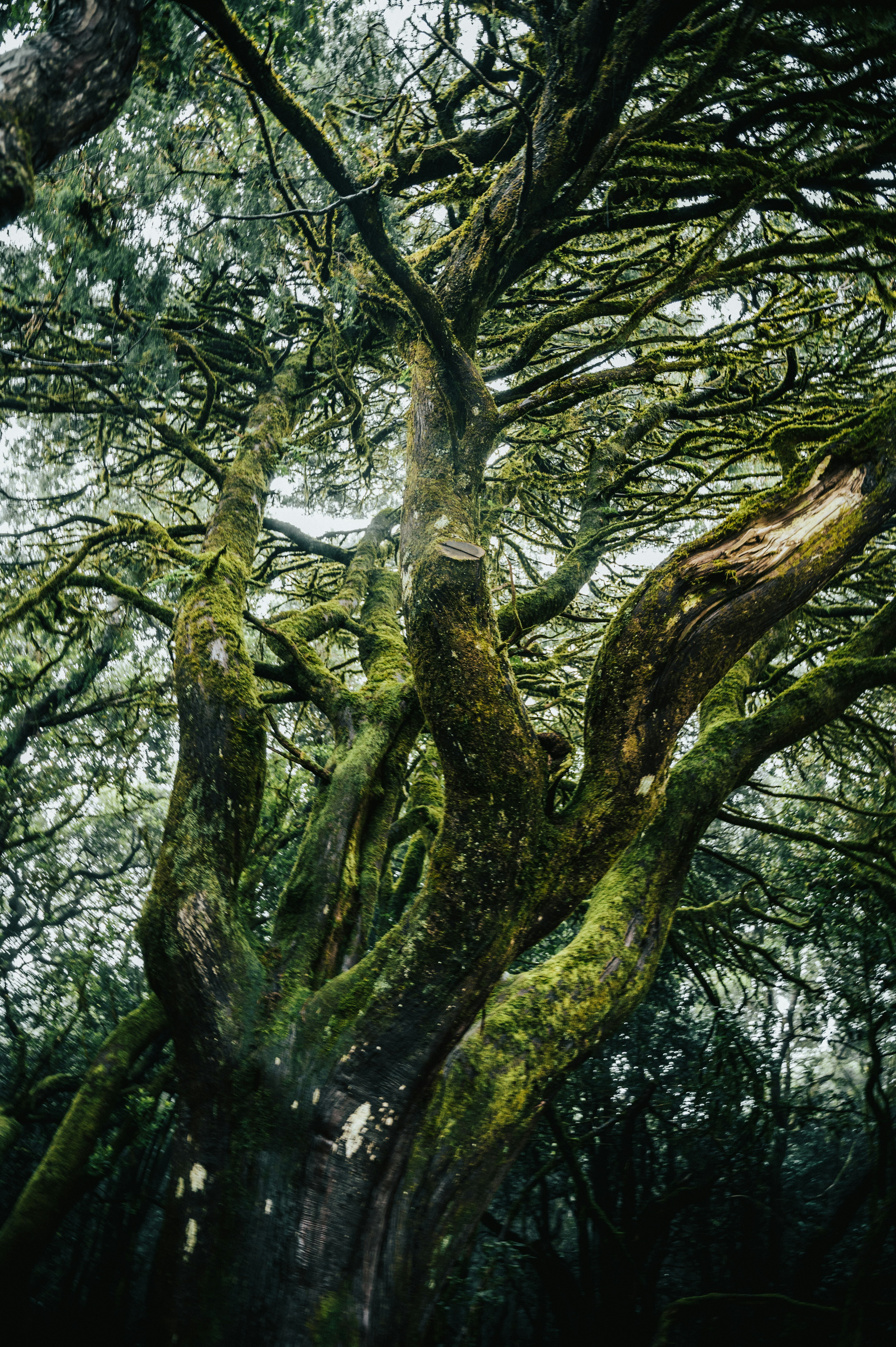 Photo by tamas_tuzeskatai