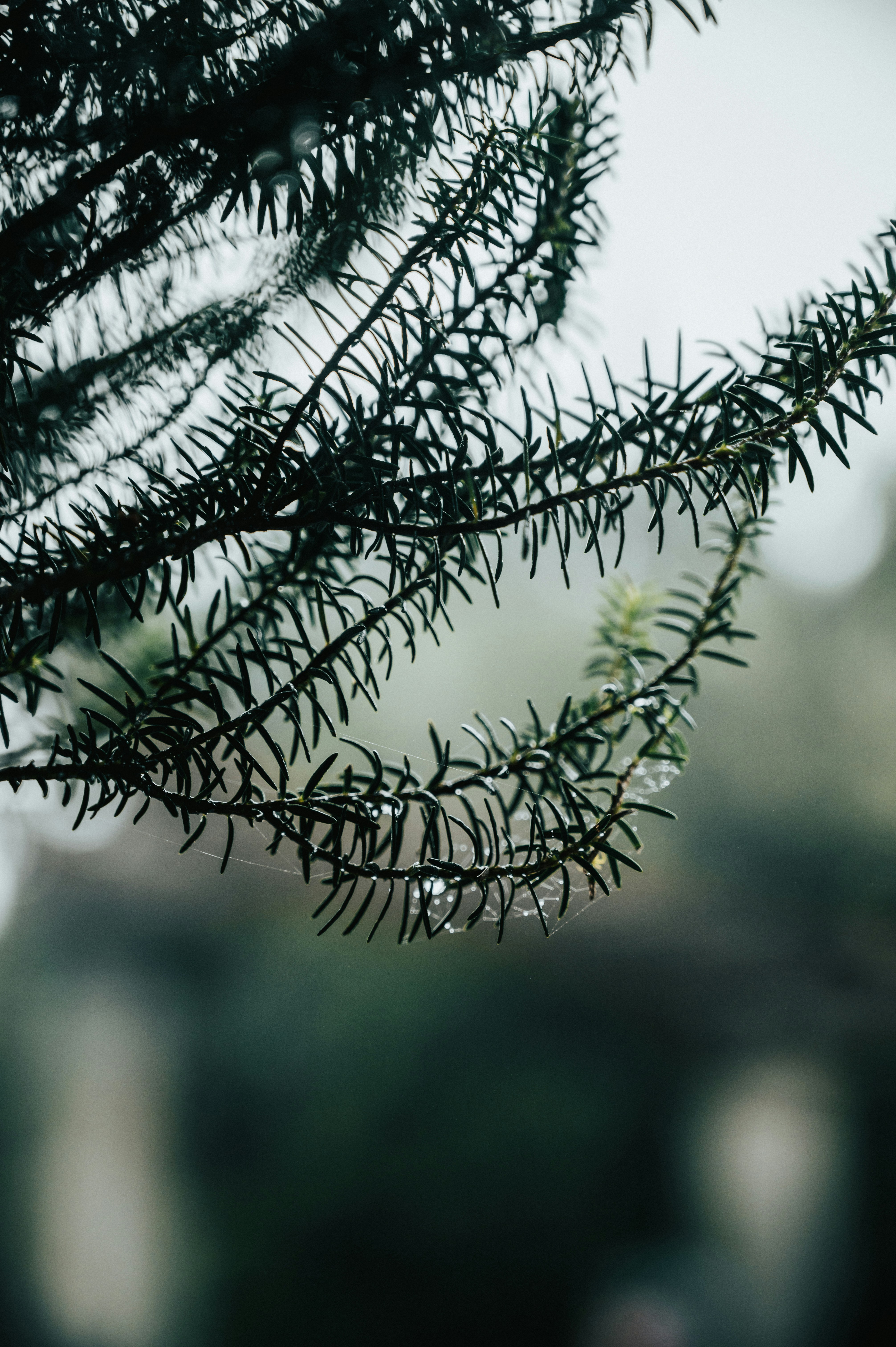 Photo by tamas_tuzeskatai