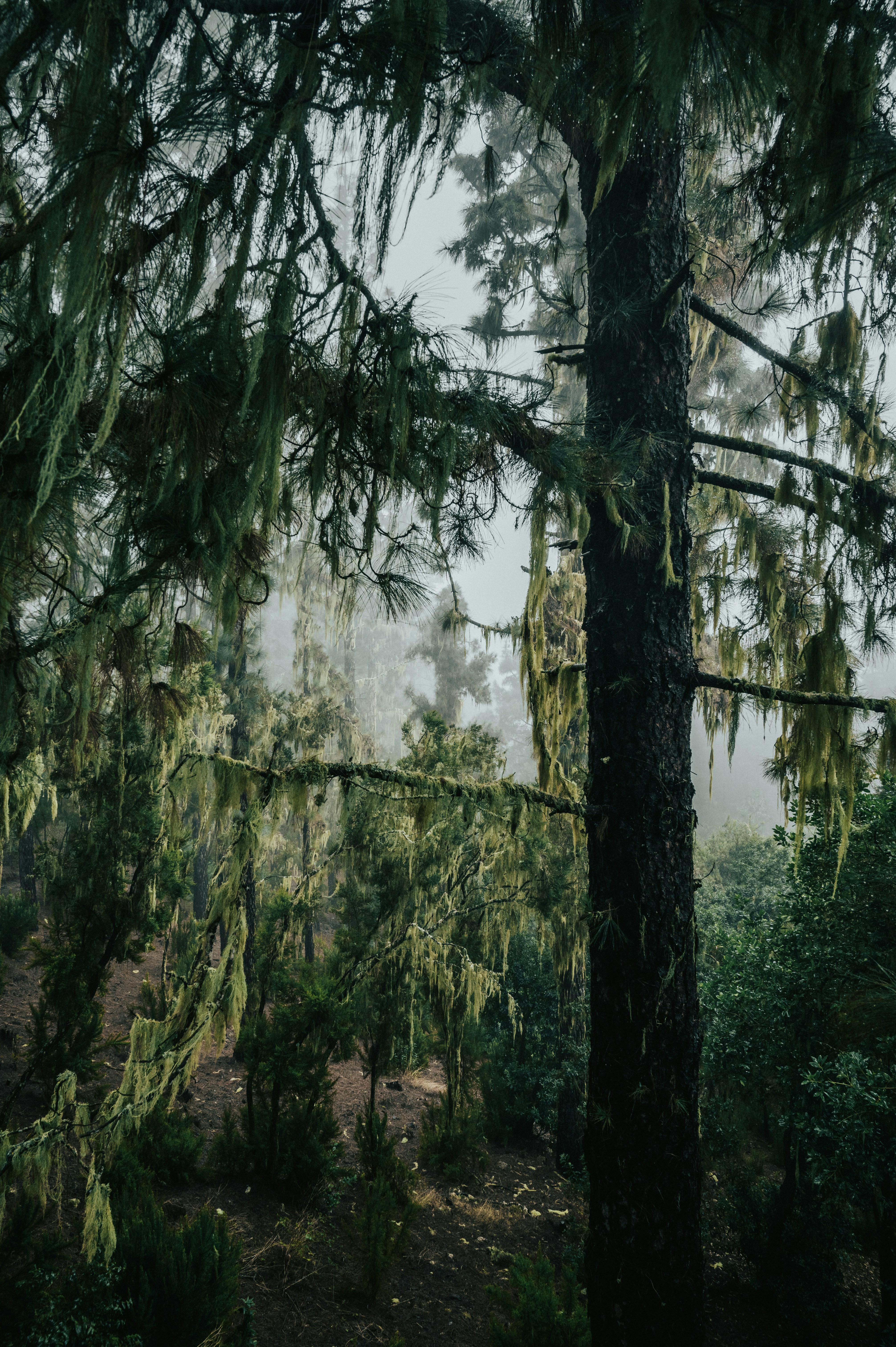 Photo by tamas_tuzeskatai