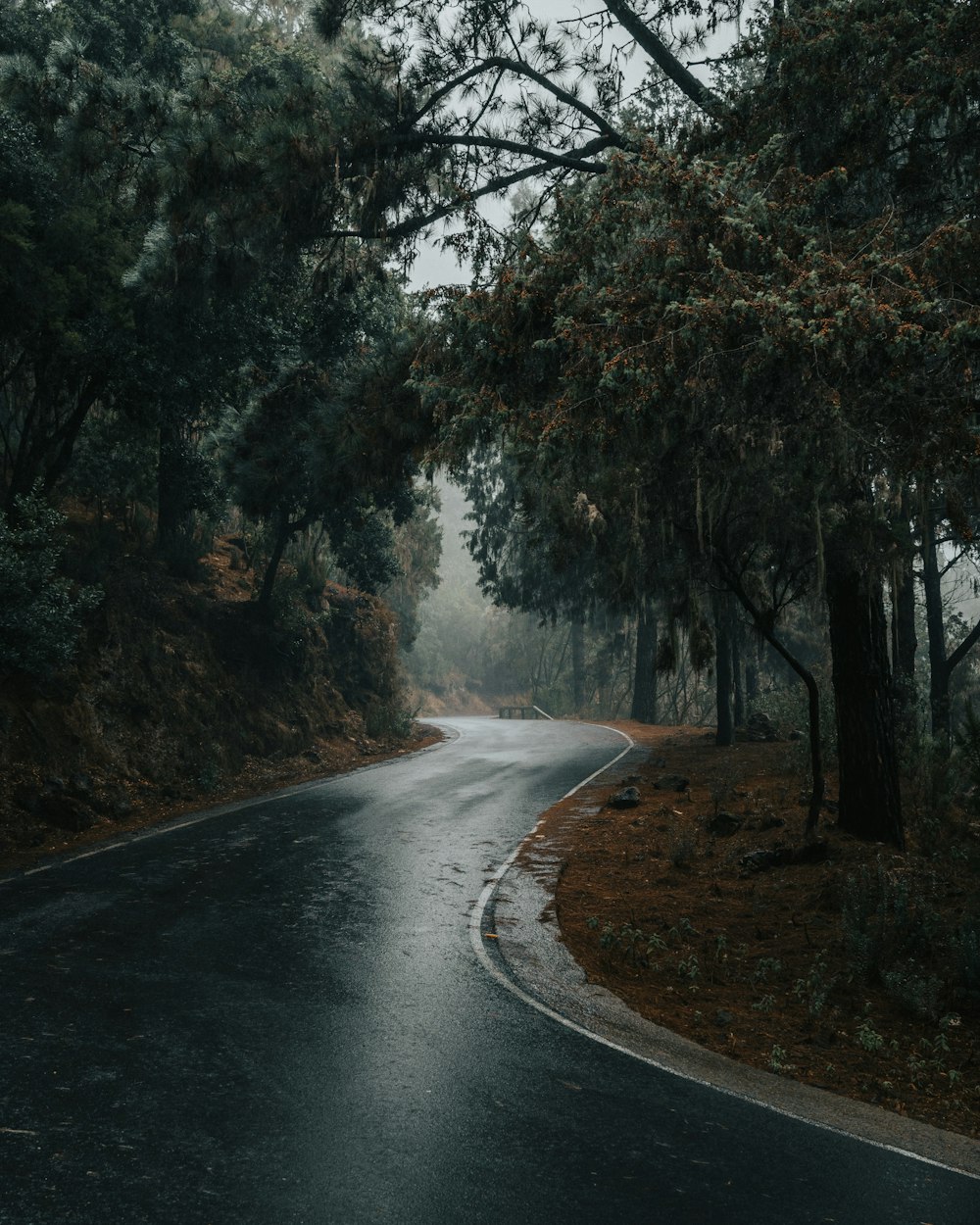 a wet road in the middle of a forest