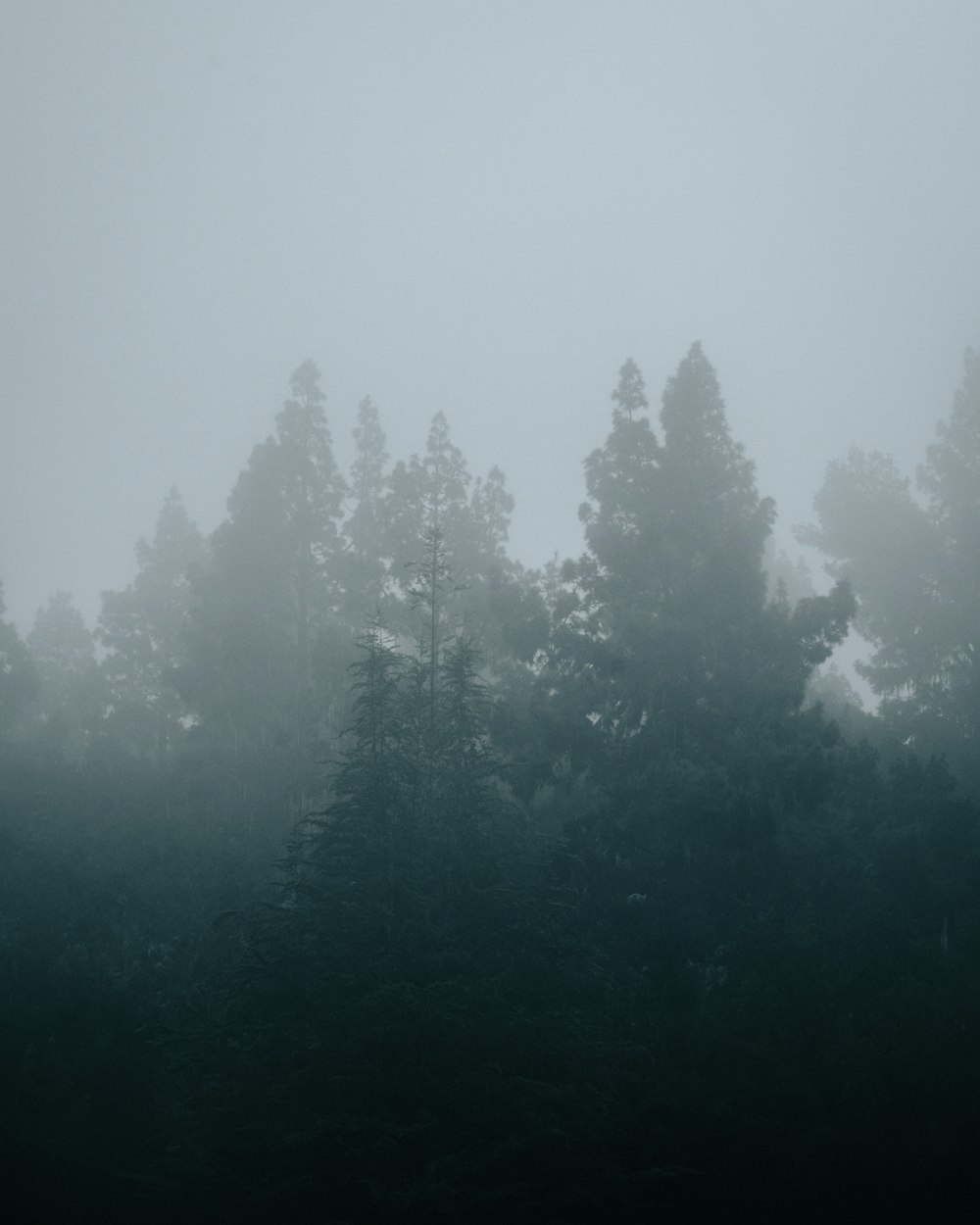 a black and white photo of trees in the fog