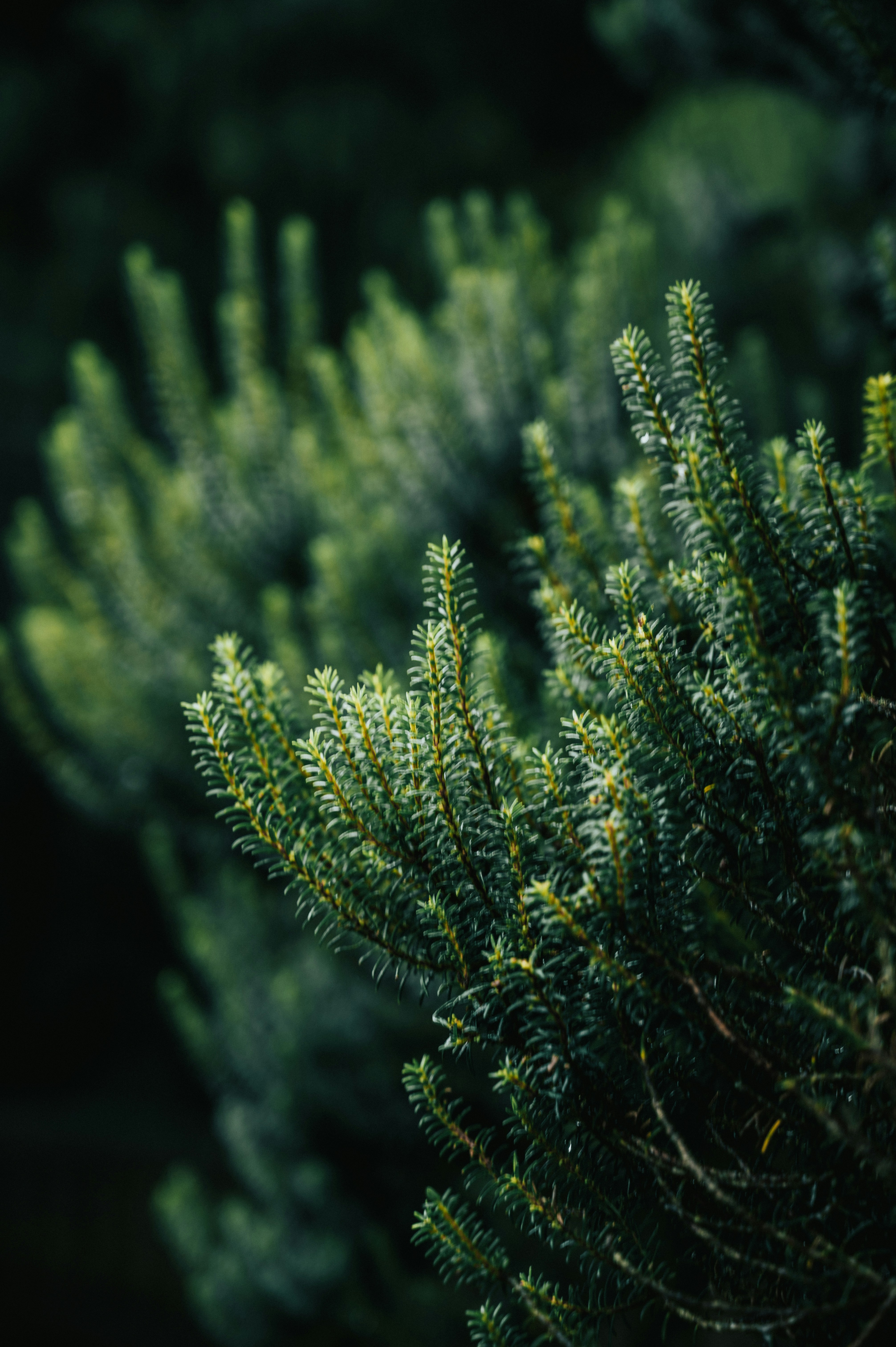 Photo by tamas_tuzeskatai