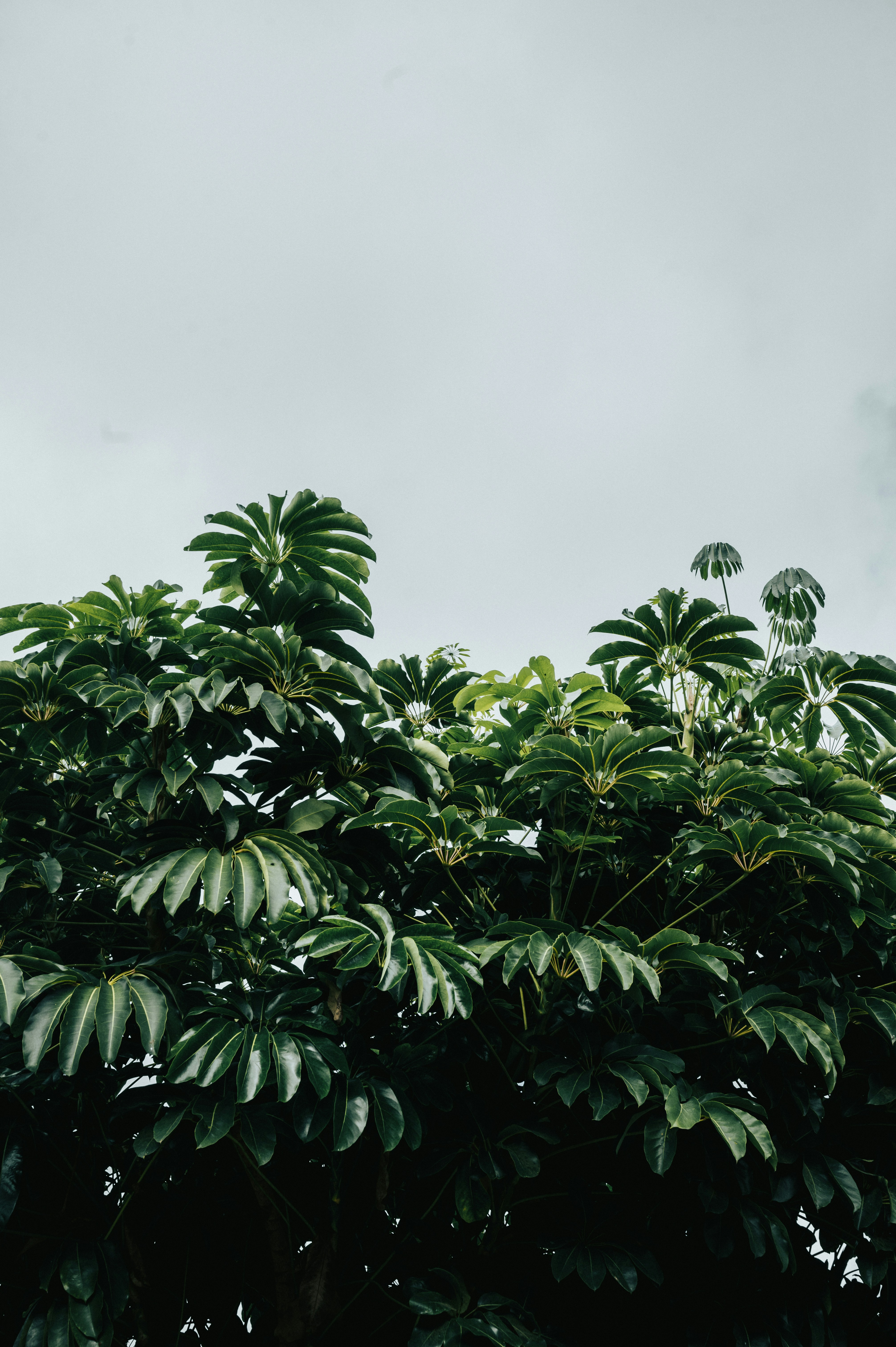 Photo by tamas_tuzeskatai