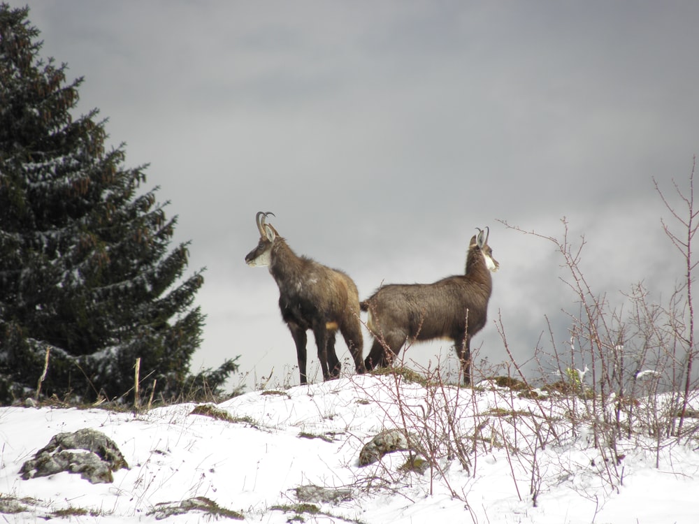 um par de cabras em pé no topo de uma colina coberta de neve