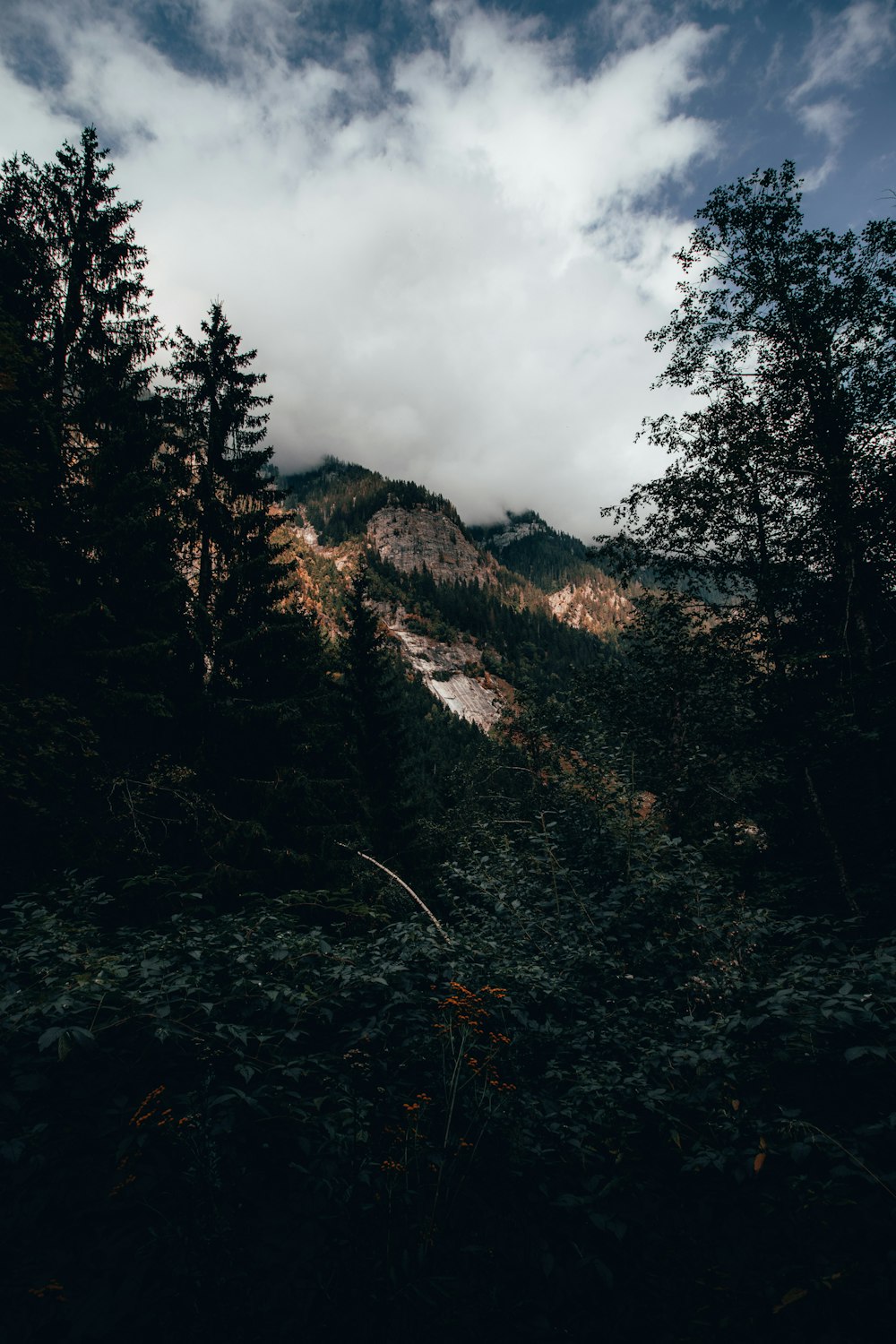 a dark forest with a mountain in the background