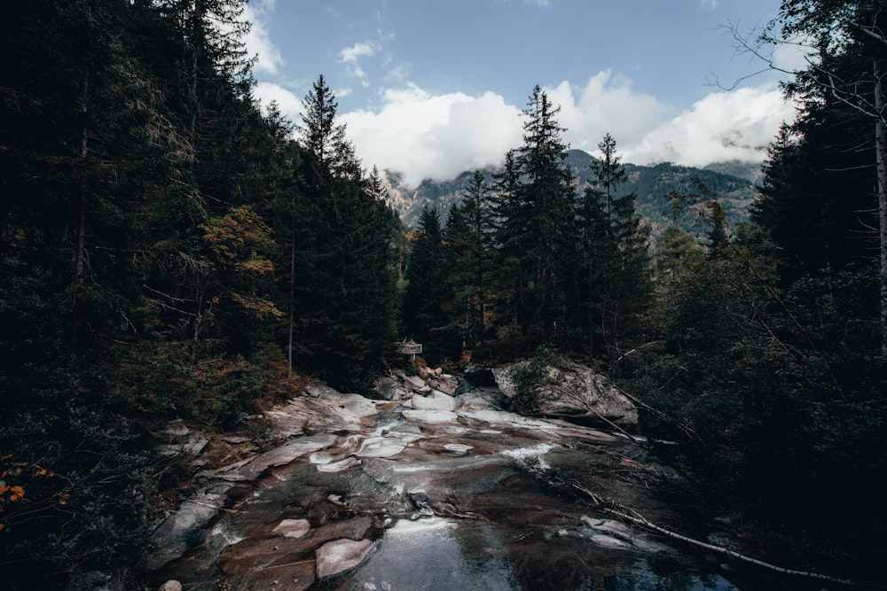 a river running through a forest filled with lots of trees