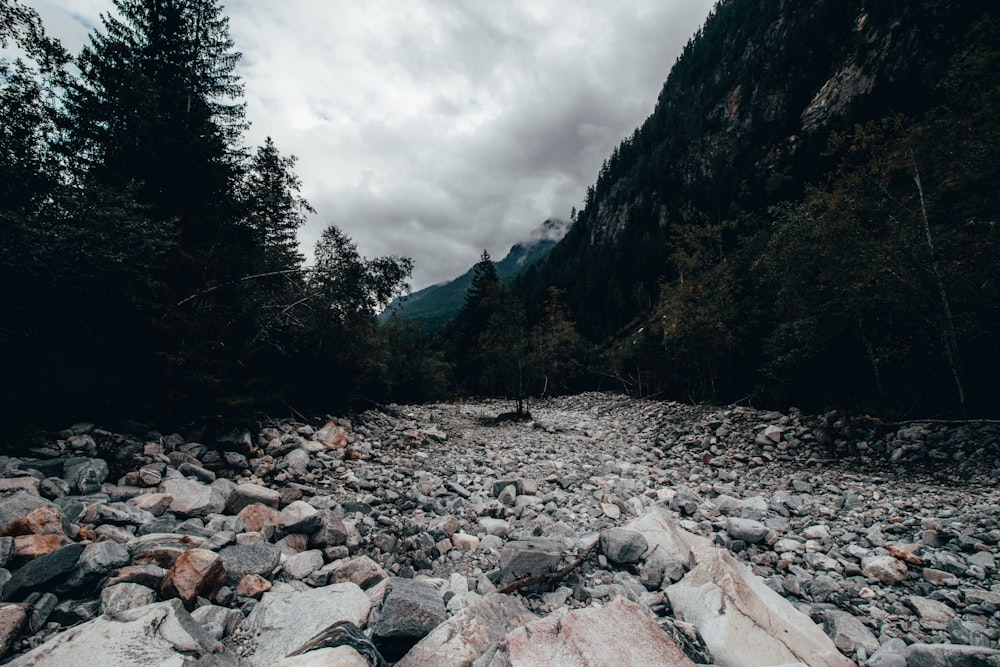 a rocky river bed in the middle of a forest