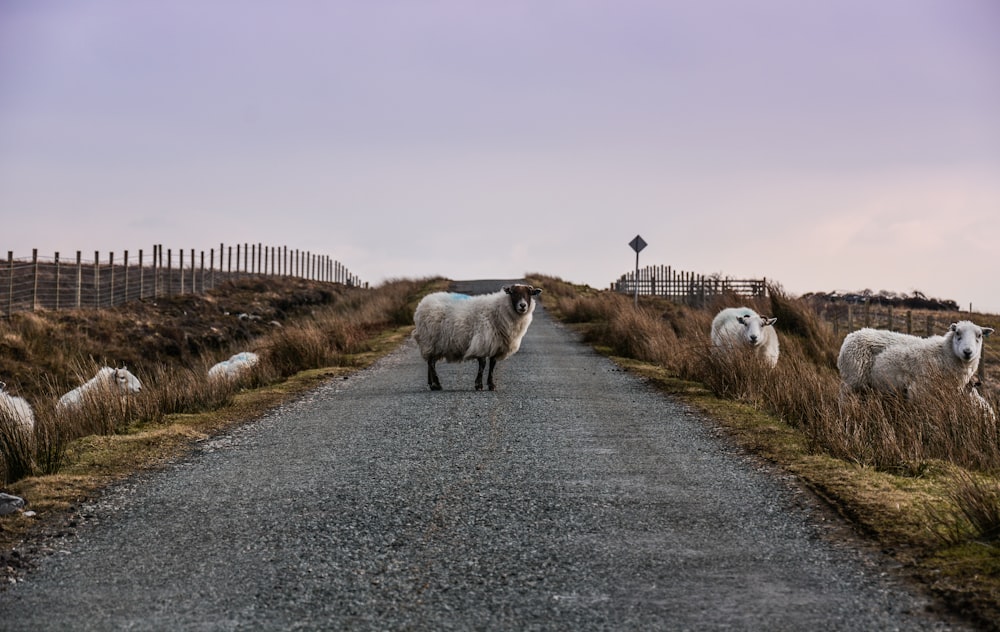 a herd of sheep standing on top of a gravel road