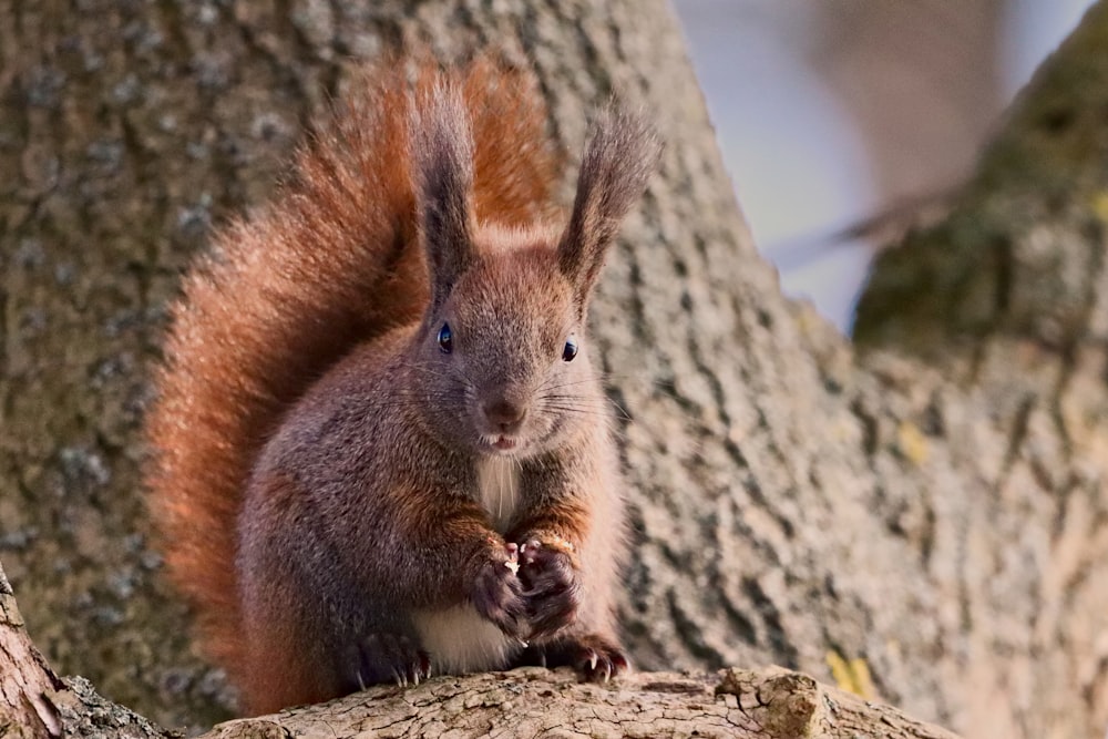 a squirrel is sitting on a tree branch