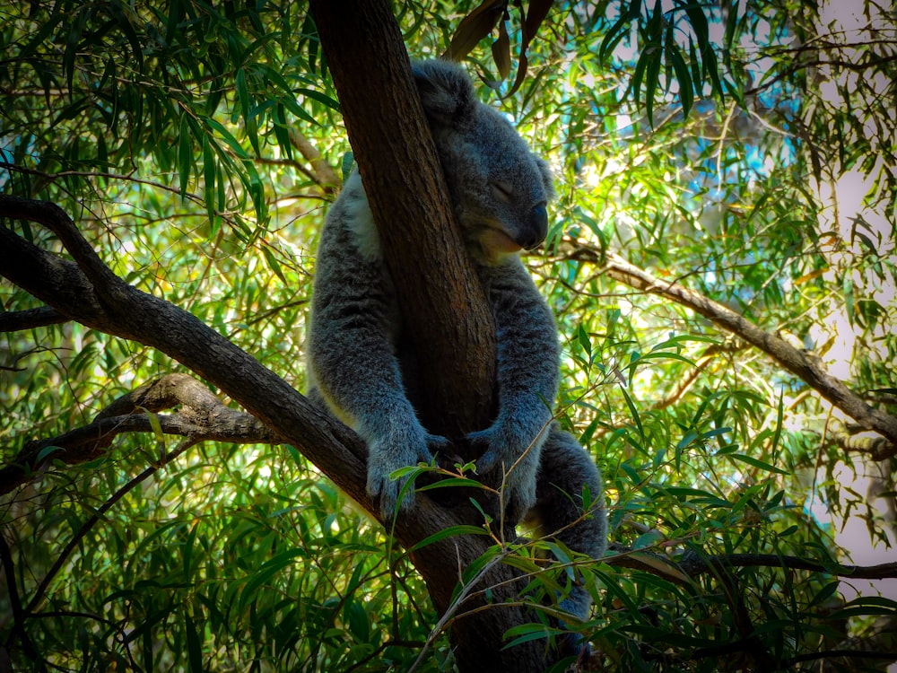 a koala sitting on a tree branch in a tree