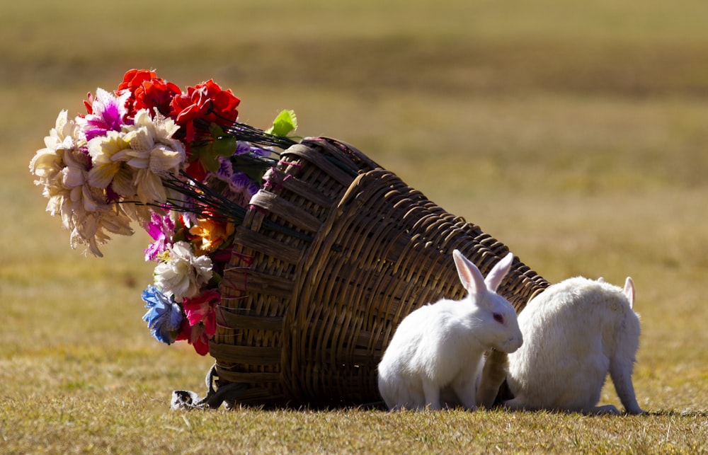 two small white rabbits sitting next to a basket of flowers