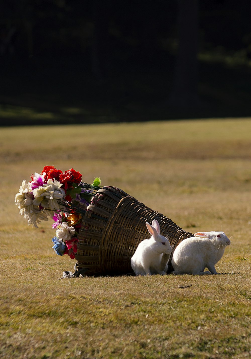 two white rabbits sitting in a basket with flowers