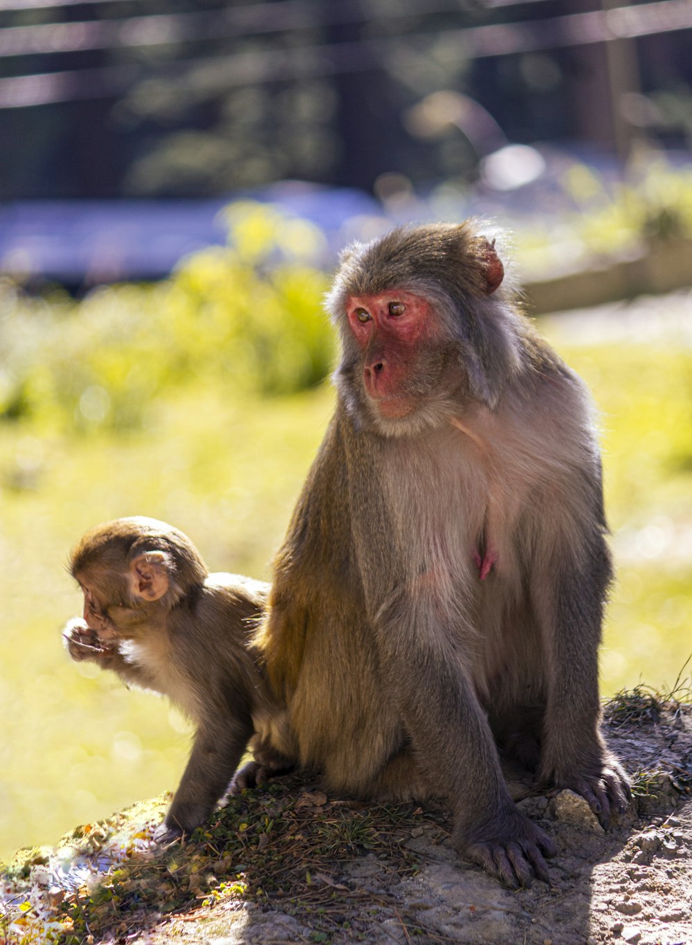 a mother and baby monkey sitting on a rock