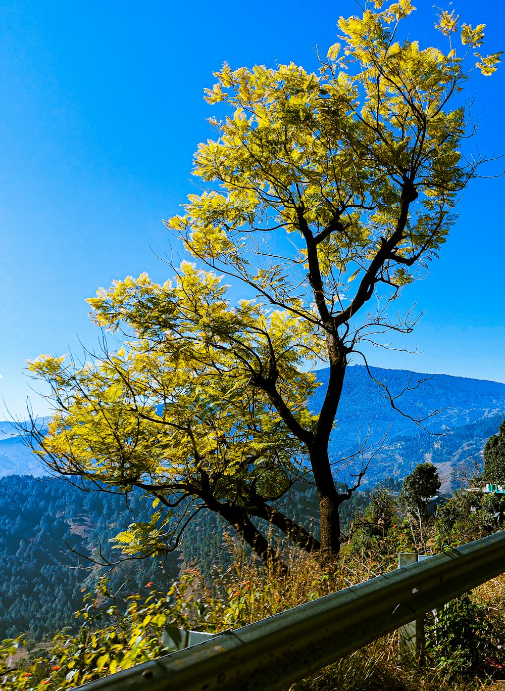 a bench sitting next to a tree on top of a hill