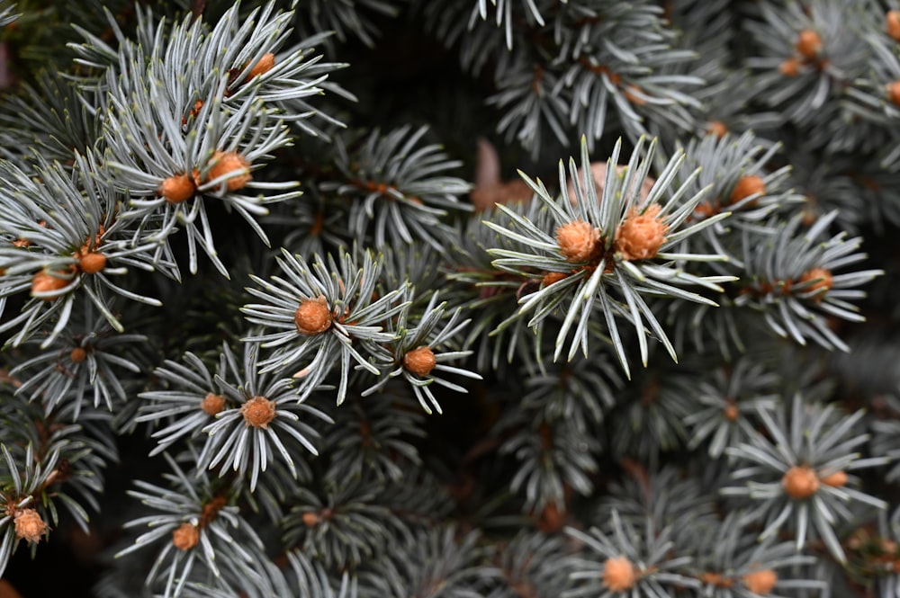 a close up of a pine tree with orange berries