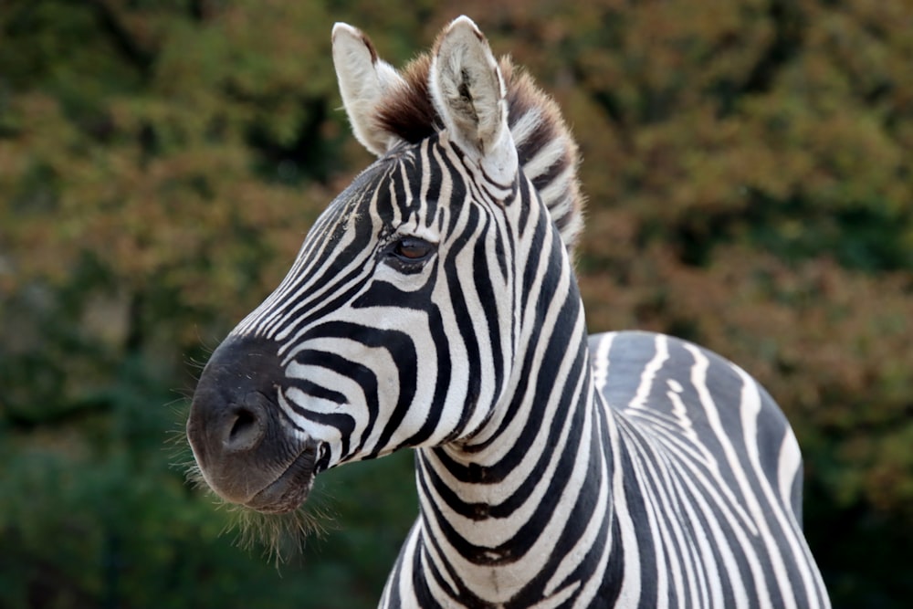 a close up of a zebra with trees in the background