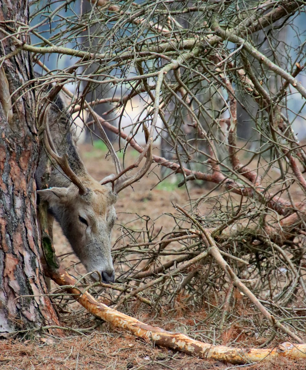Un ciervo que está parado junto a un árbol